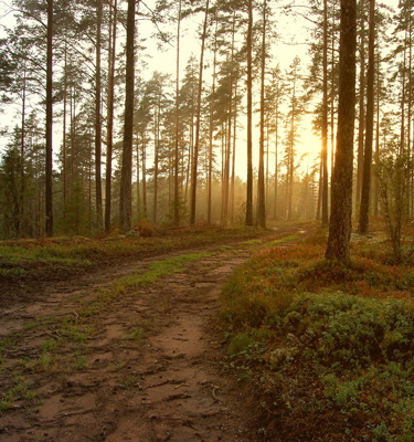 Sustainable wood source